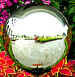 garden gazing ball