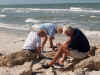 picking_shells.jpg (27228 bytes)