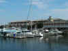 pencicola_marina.jpg (13994 bytes)